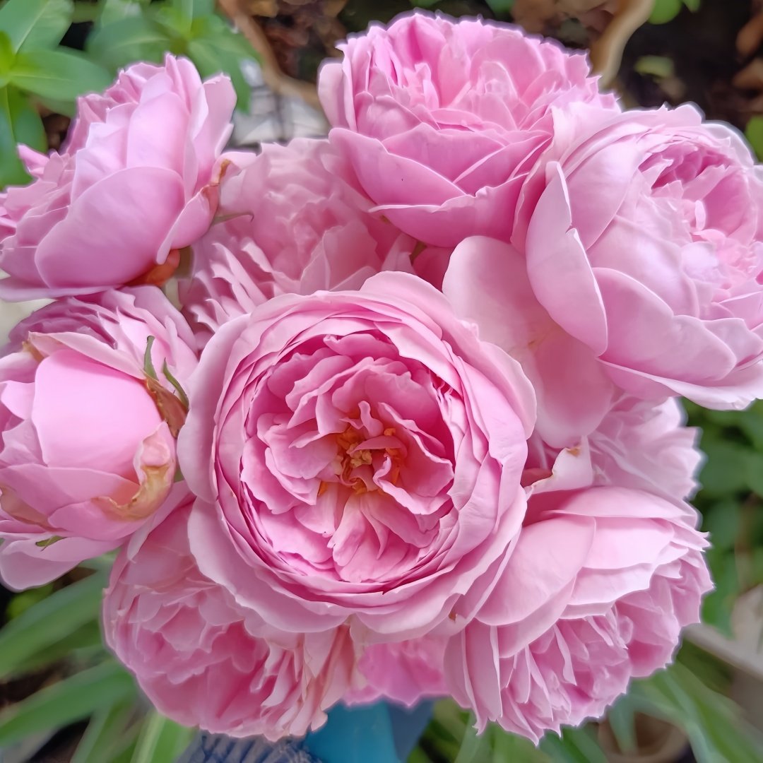 Miyako Rose Plant｜京/宫古 image 0