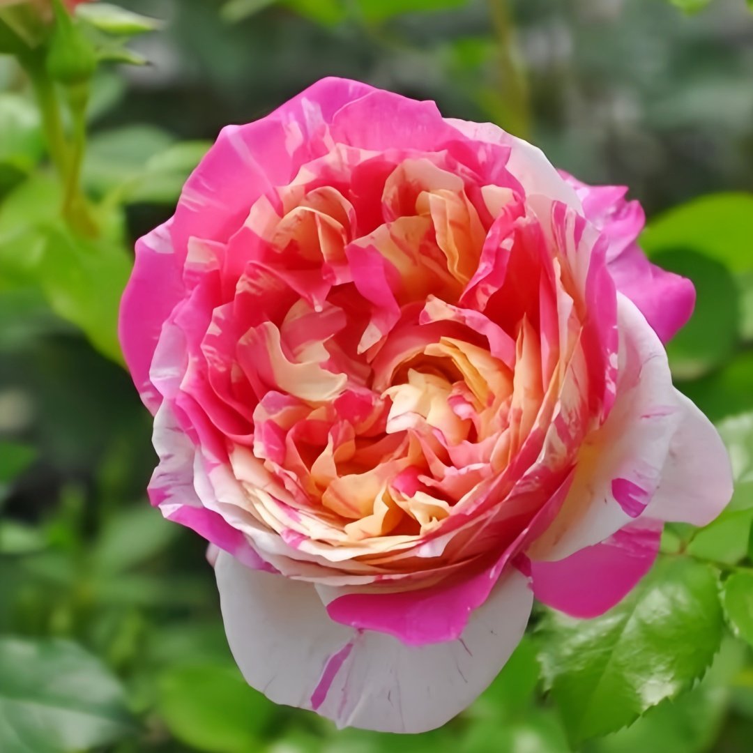 Edouard Manet Rose Plant|马奈 image 4