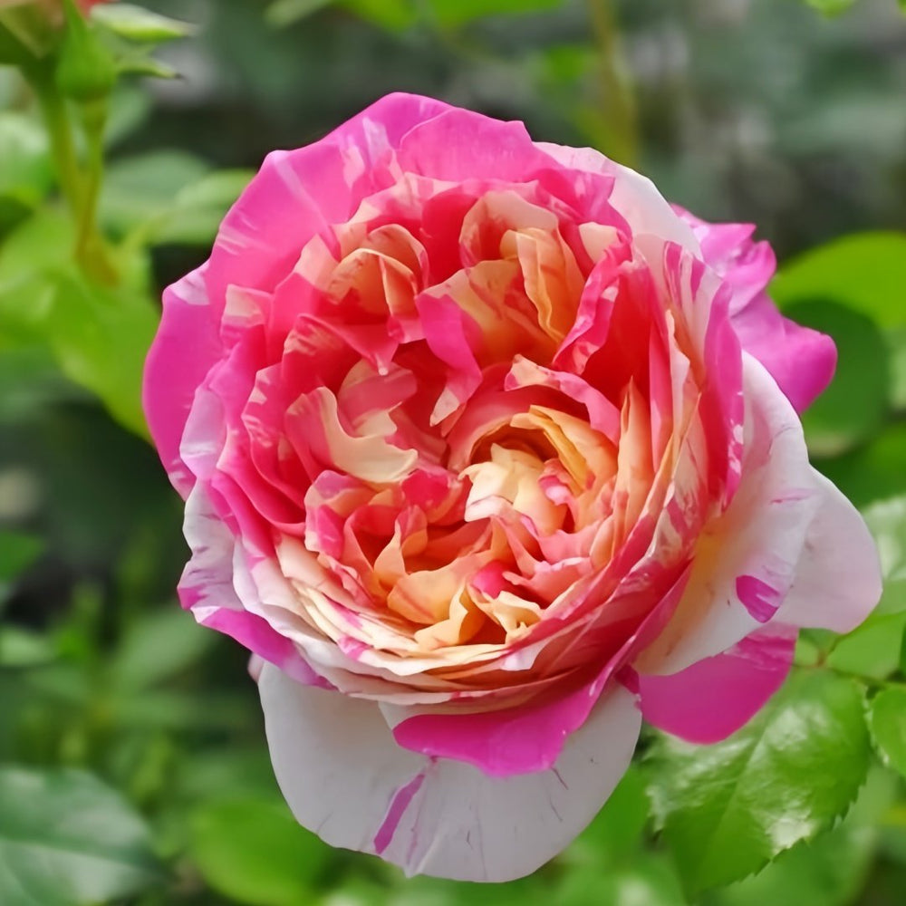 Edouard Manet Rose Plant|马奈 image 4