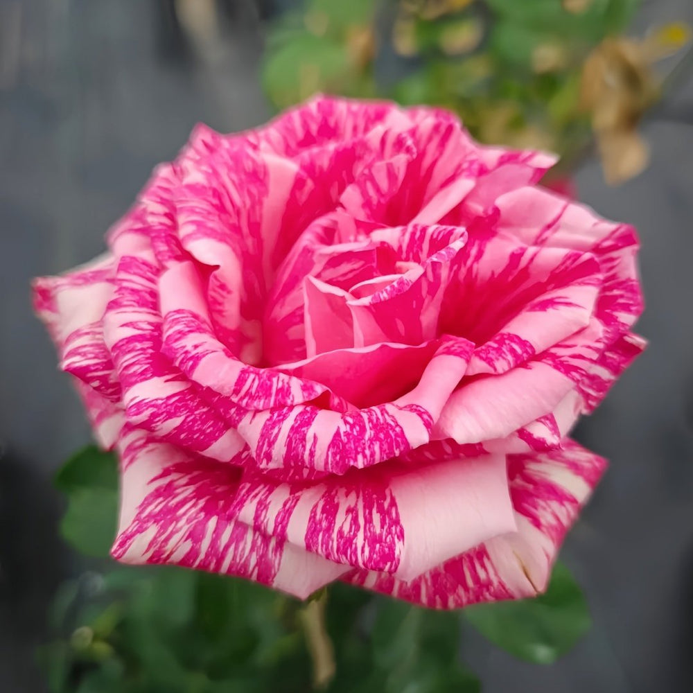 Pink Intuition Rose Plant｜粉色直觉 image 1