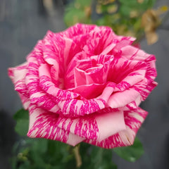 Pink Intuition Rose Plant｜粉色直觉 image 1