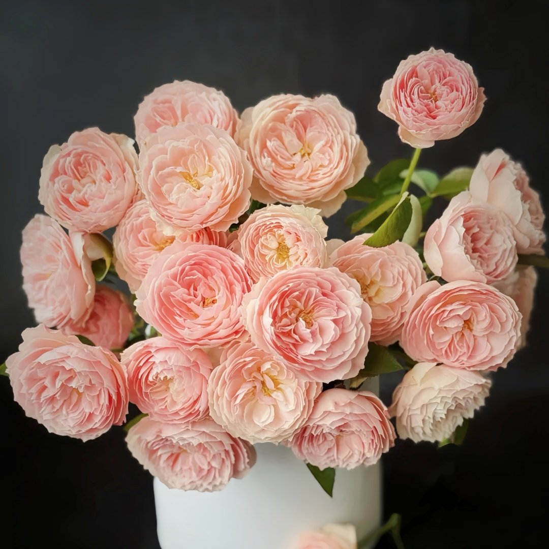 Youqing Rose Plant|有晴 image 5
