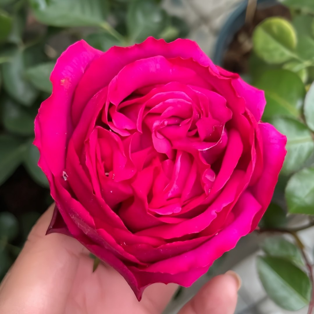 Yves loriot Rose Plant|伊芙里奥 image 5