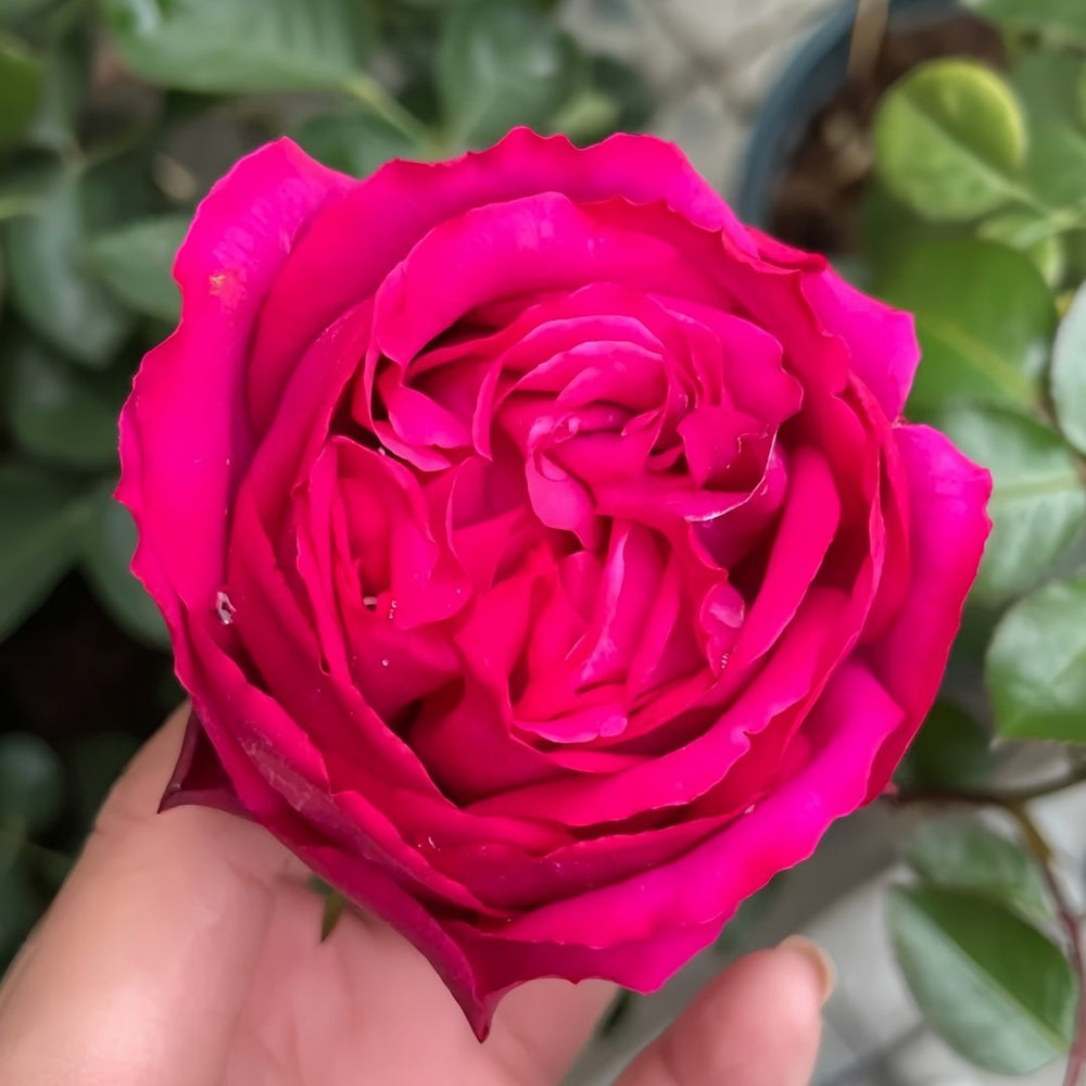 Yves loriot Rose Plant|伊芙里奥 image 5
