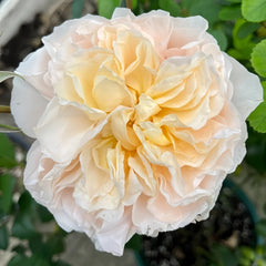Eugenie Rose Plant｜尤金妮 image 2