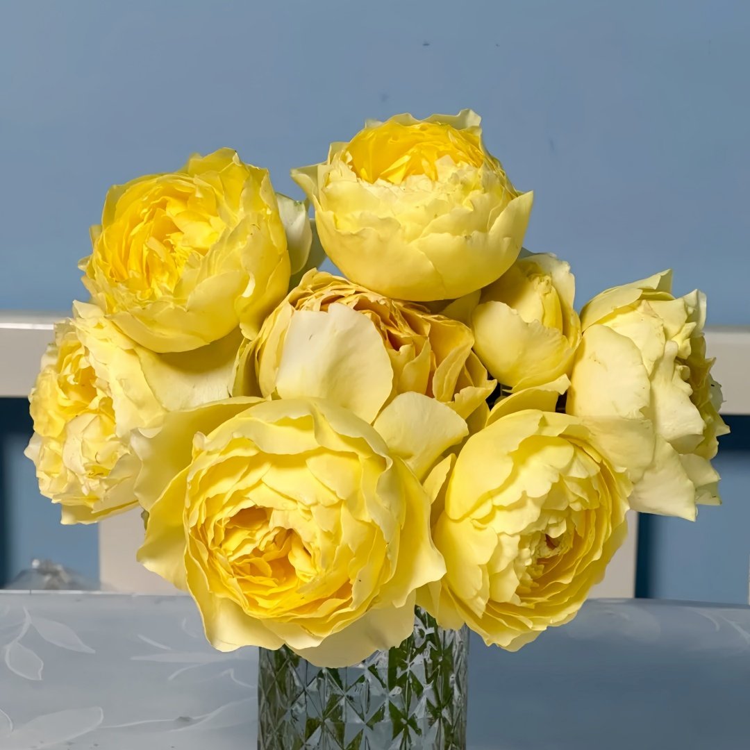 Hiyoko Rose Plant|小黄鸡 image 9