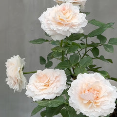 Tsumugi Rose Plant|紬-轻柔 image 3