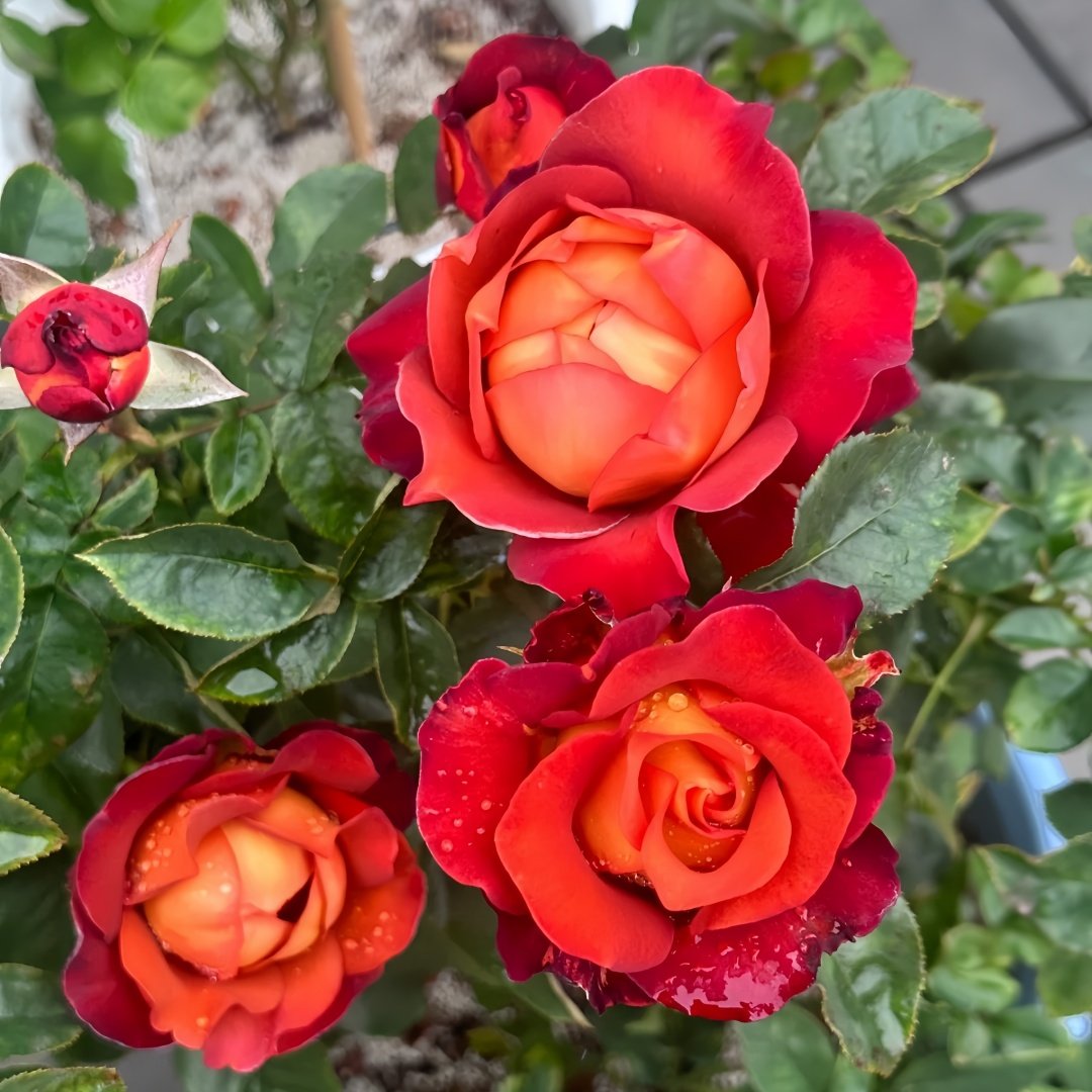 Coffee Break Rose Plant|休憩/咖啡时间 image 5