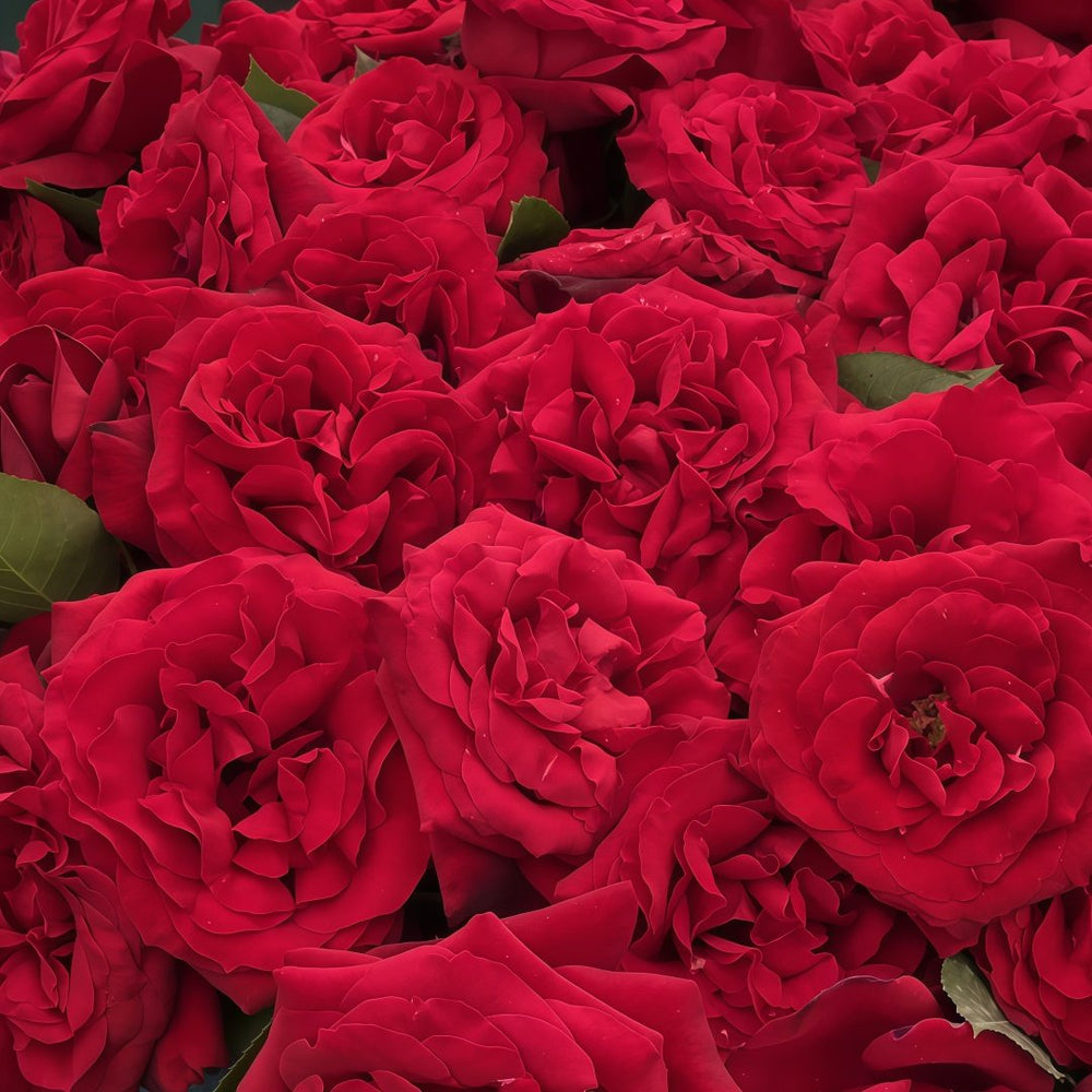 Admiral Rose Plant｜海军上将 image 9