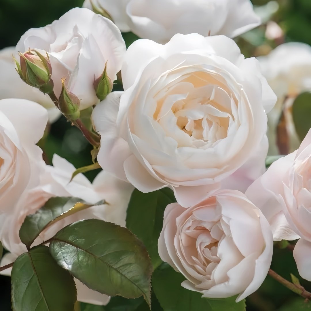 Desdemona Rose Plant|黛丝德蒙娜 image 1