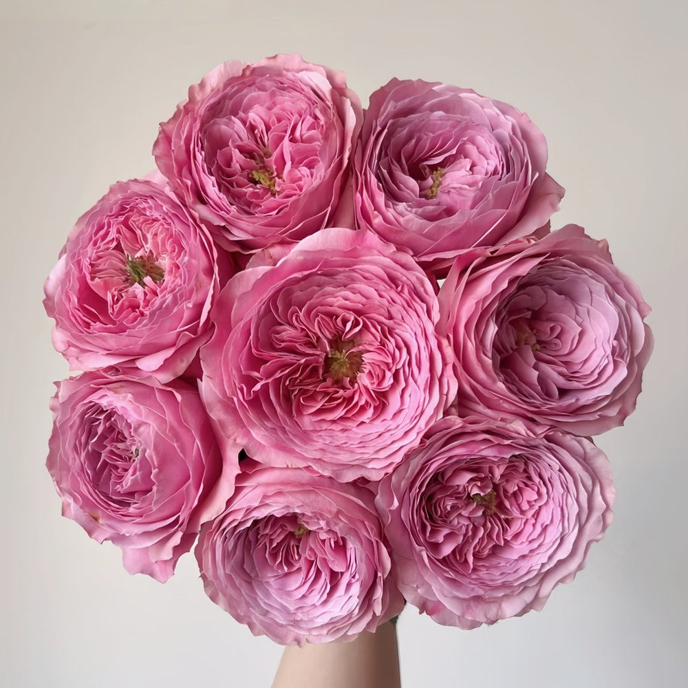 Peonikiss Rose Plant｜牡丹之吻 image 0
