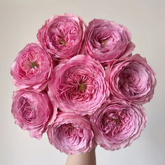 Peonikiss Rose Plant｜牡丹之吻 image 0