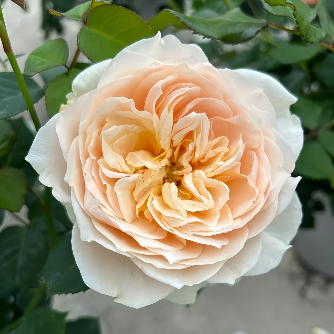 Totoro Rose Plant｜龙猫 image 1