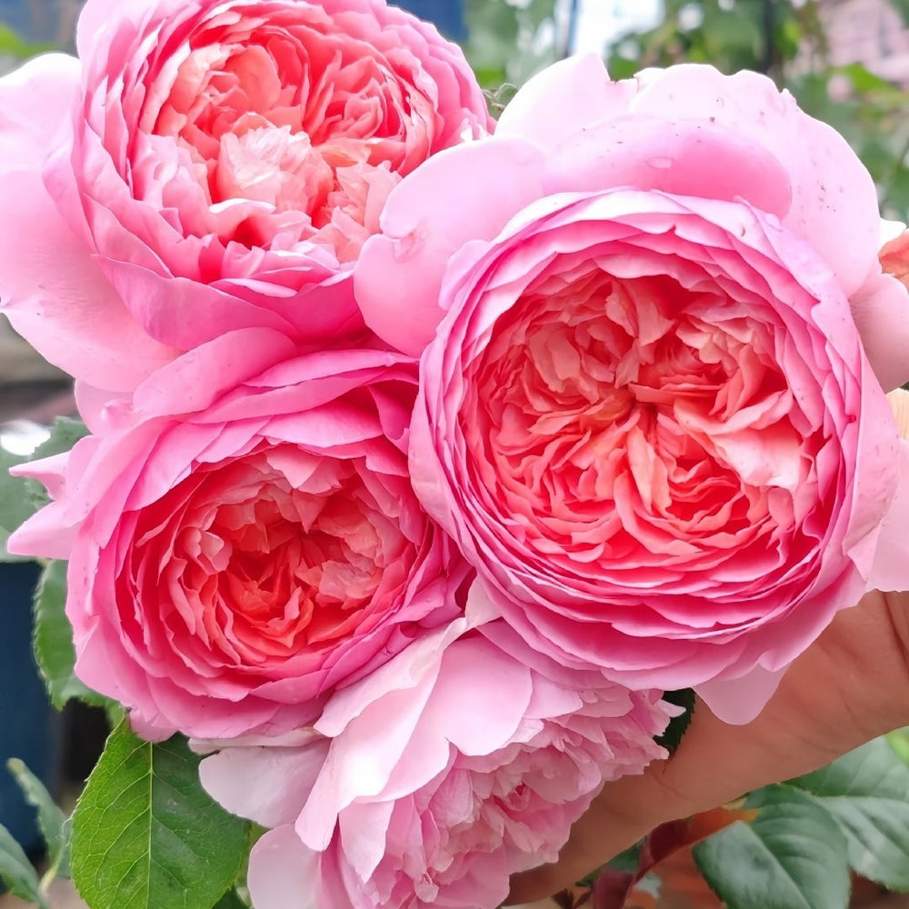 Taoran‌ Rose Plant|桃染 image 4