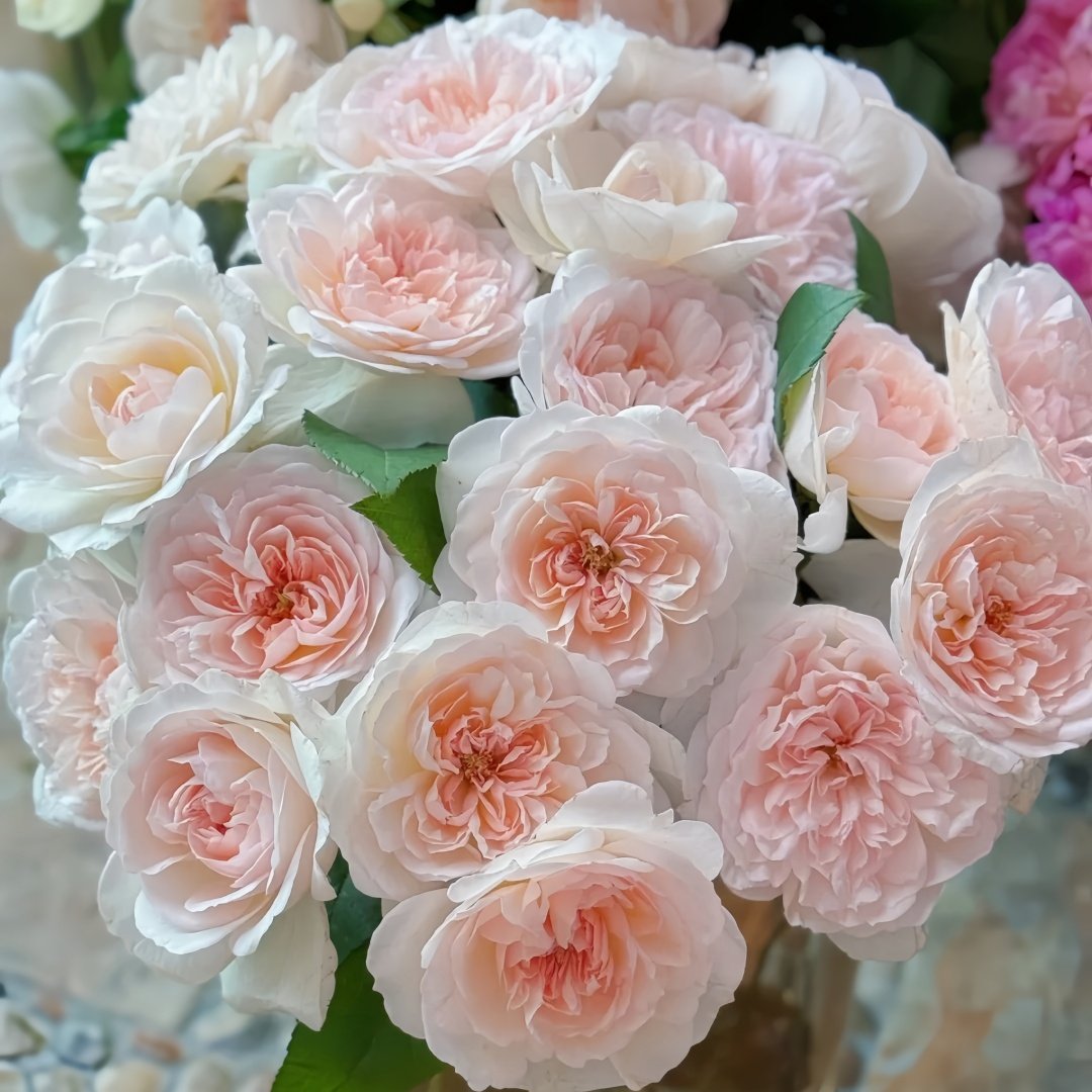 Princess Veil Rose Plant｜公主面纱 image 4