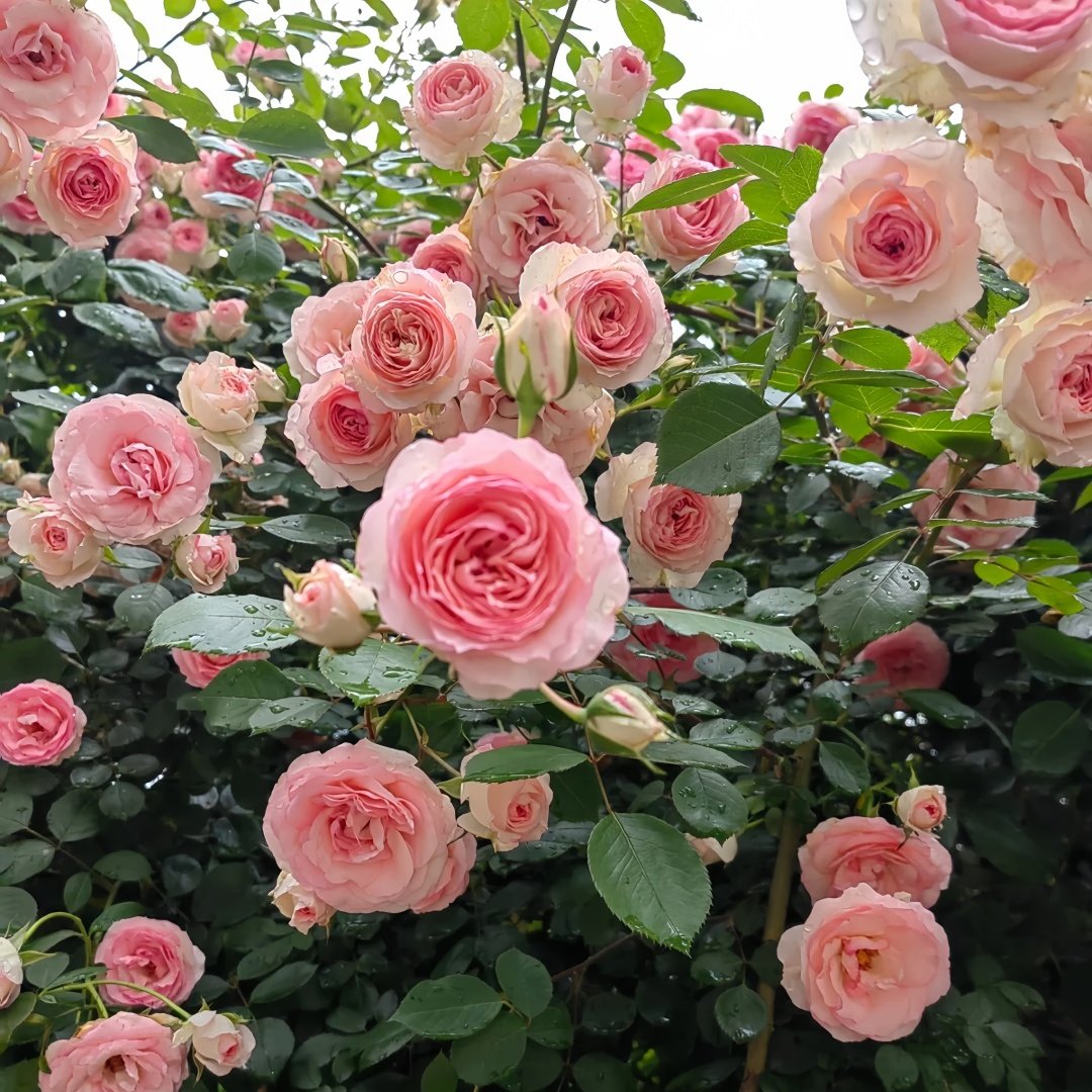 Mimi EdenMeiland Rose Plant|小伊甸园 image 4
