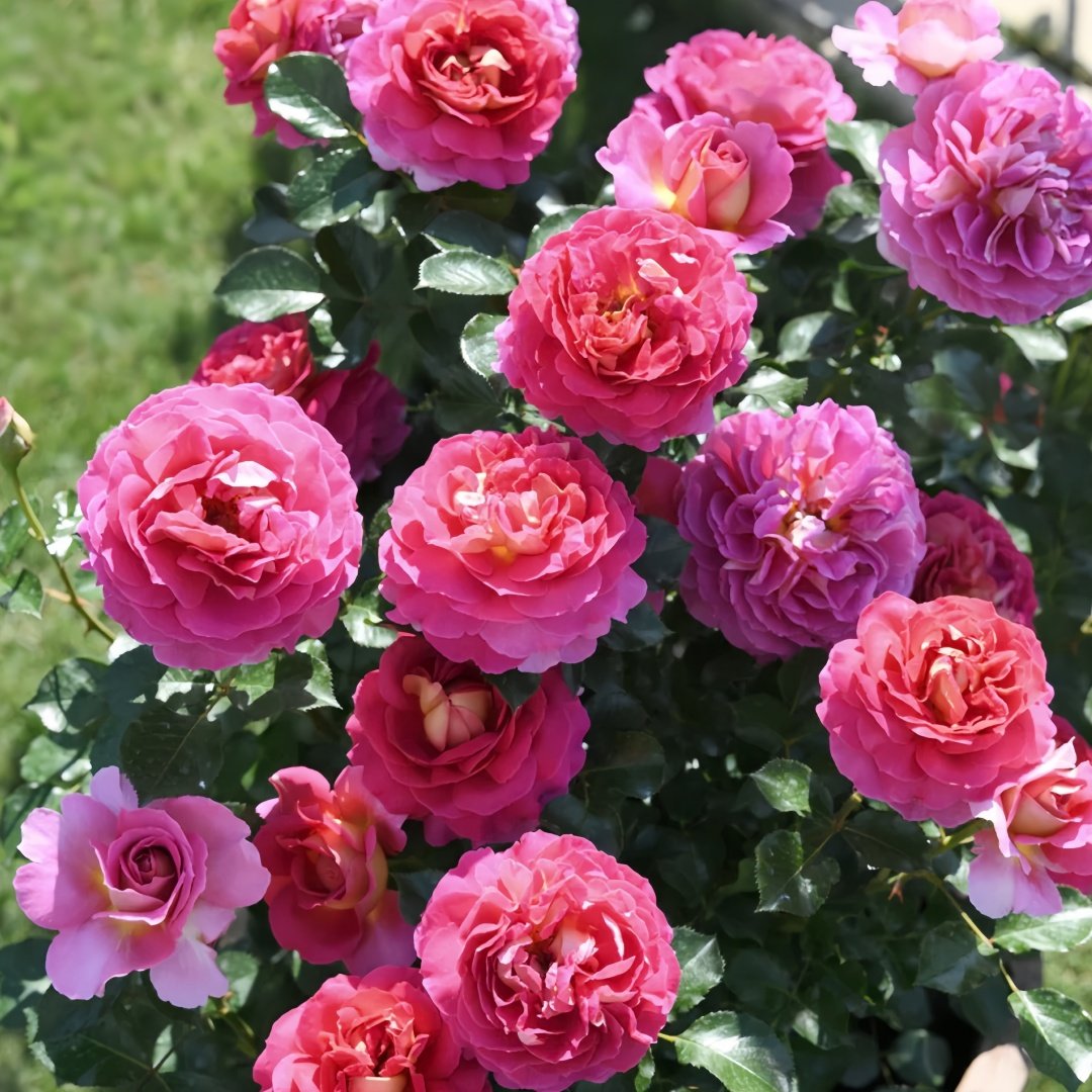 Esprit de Paris Rose Plant｜巴黎精神 image 8
