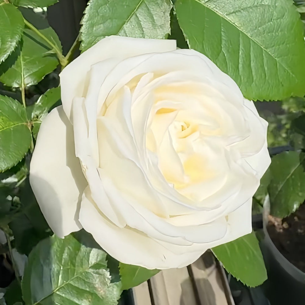 Pierre Arditi Rose Plant|伊芙·皮埃尔/冷香 image 3
