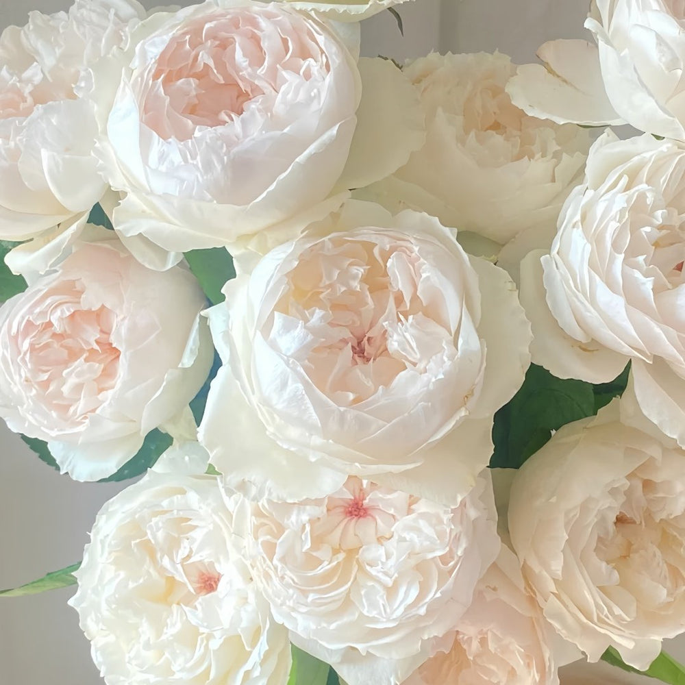 Cocotte Rose Plant | 可爱瓷 image 8
