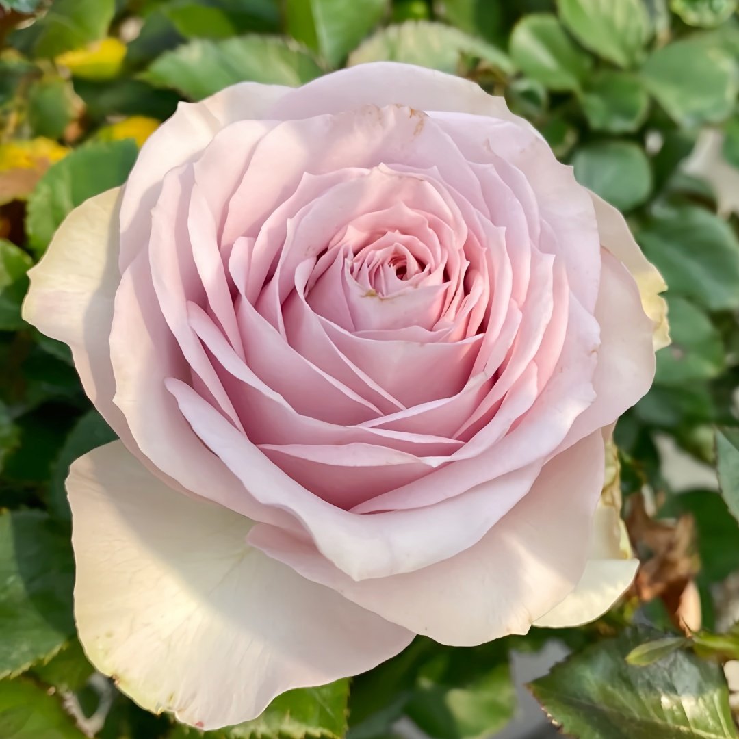 Cosette Rose Plant | 柯赛特 image 5