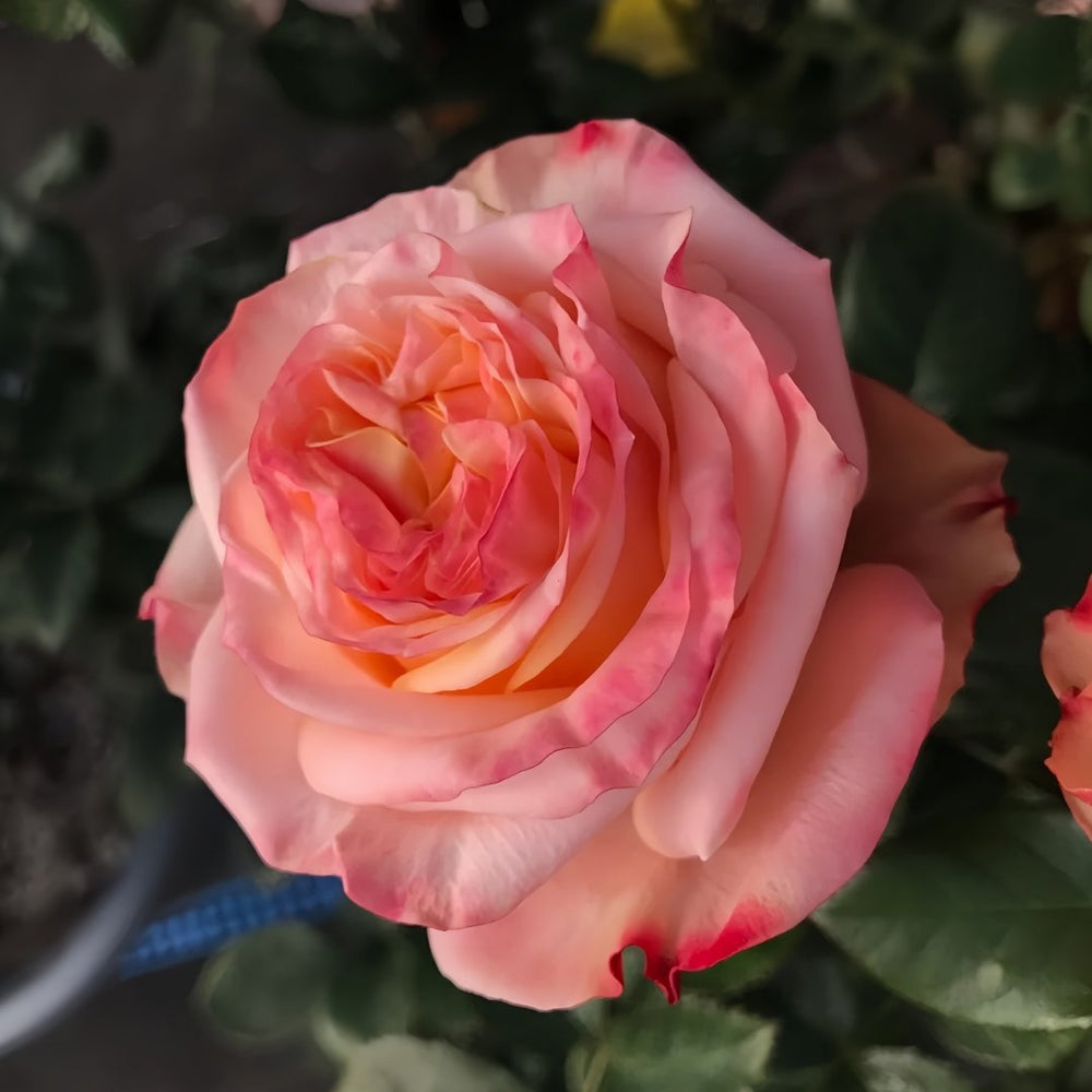 Lovely Heart Rose Plant｜心肝宝贝 image 7
