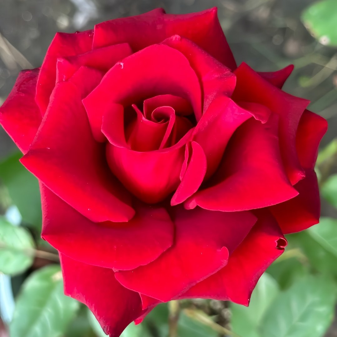 Carola Rose Plant｜卡罗拉 image 4