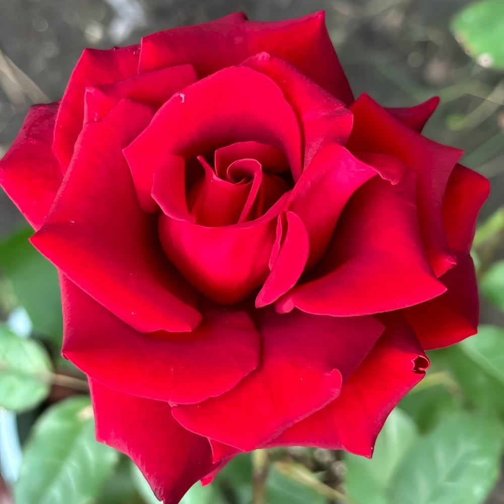 Carola Rose Plant｜卡罗拉 image 4