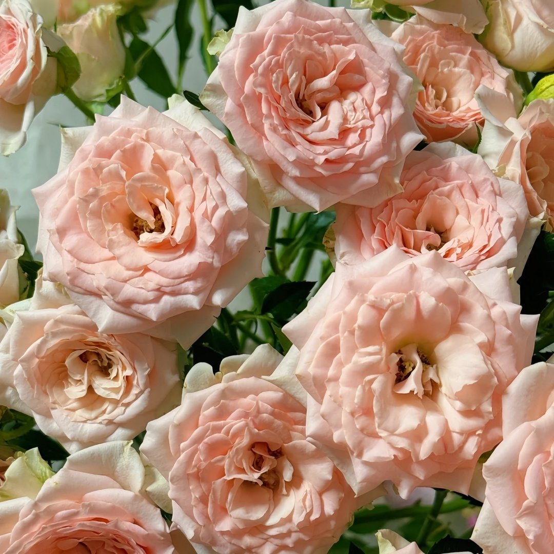 Sweet Sara Rose Plant｜甜蜜萨拉 image 2