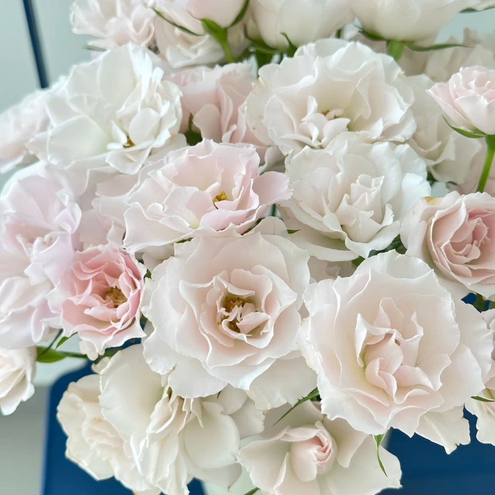 Jillian Rose Plant｜吉莉安公主 image 0