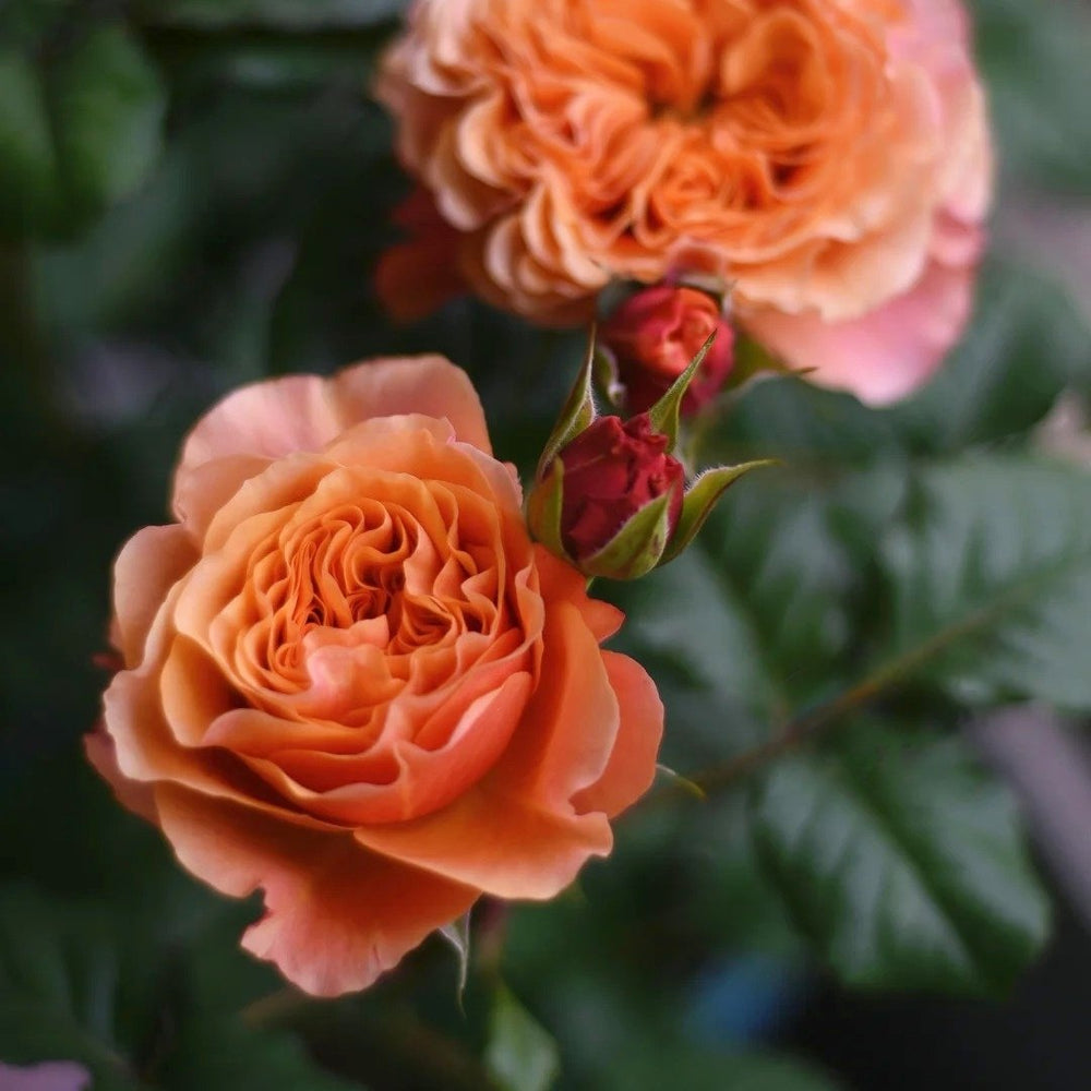 Kensington Garden Rose Plant｜肯辛顿公园 image 4