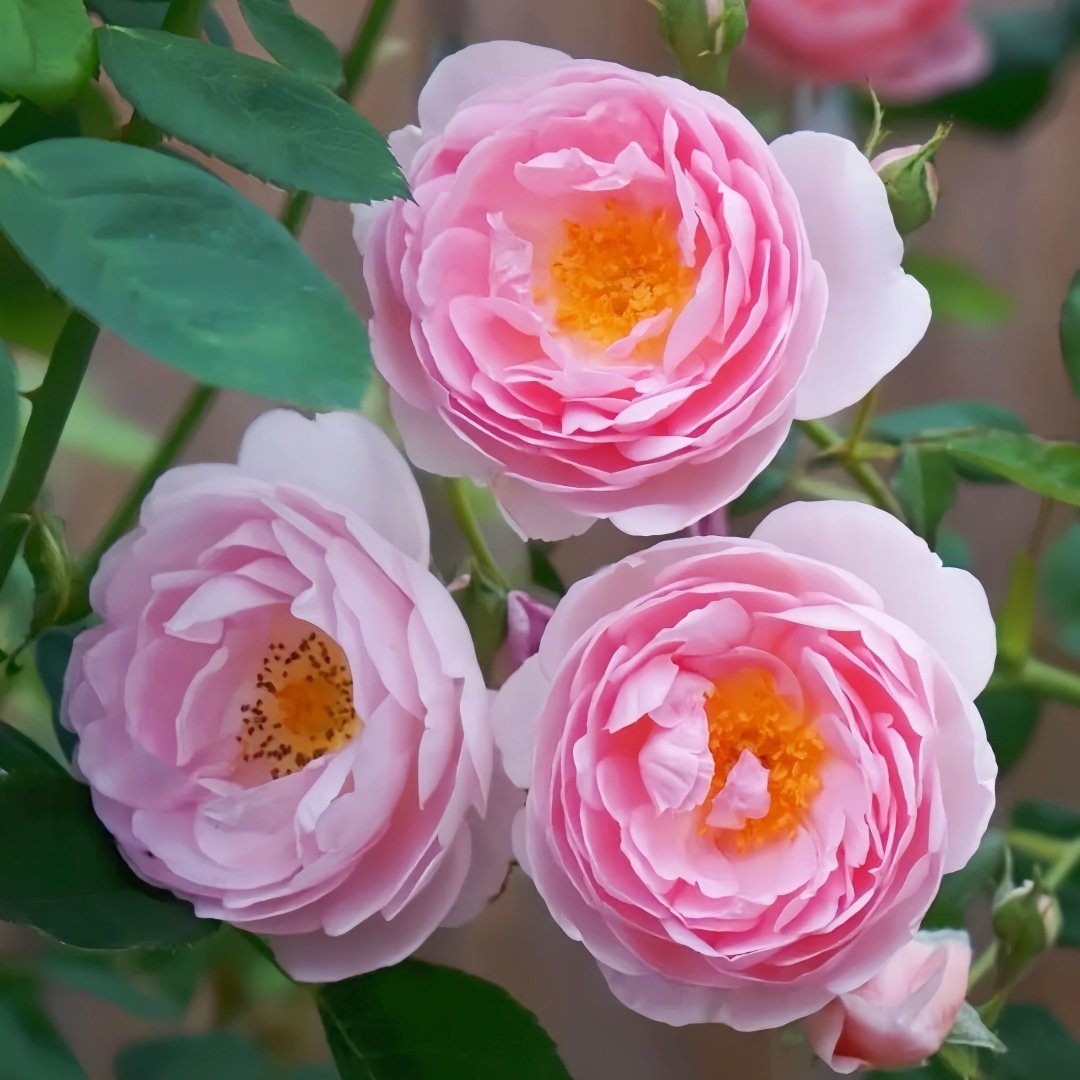 Scepter’d Isle Rose Plant｜权杖岛玫瑰 image 4
