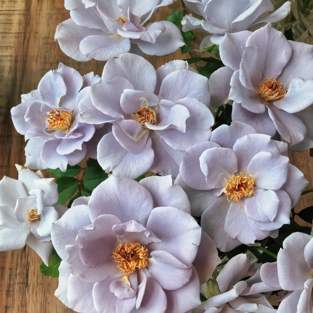 Turn Blue Rose Plant|转蓝 image 2