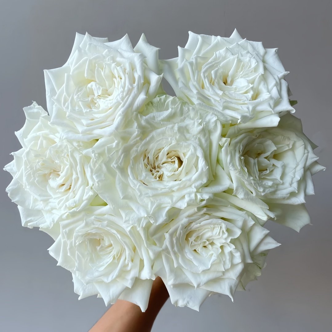 Tineke Rose Plant｜坦尼克 image 0
