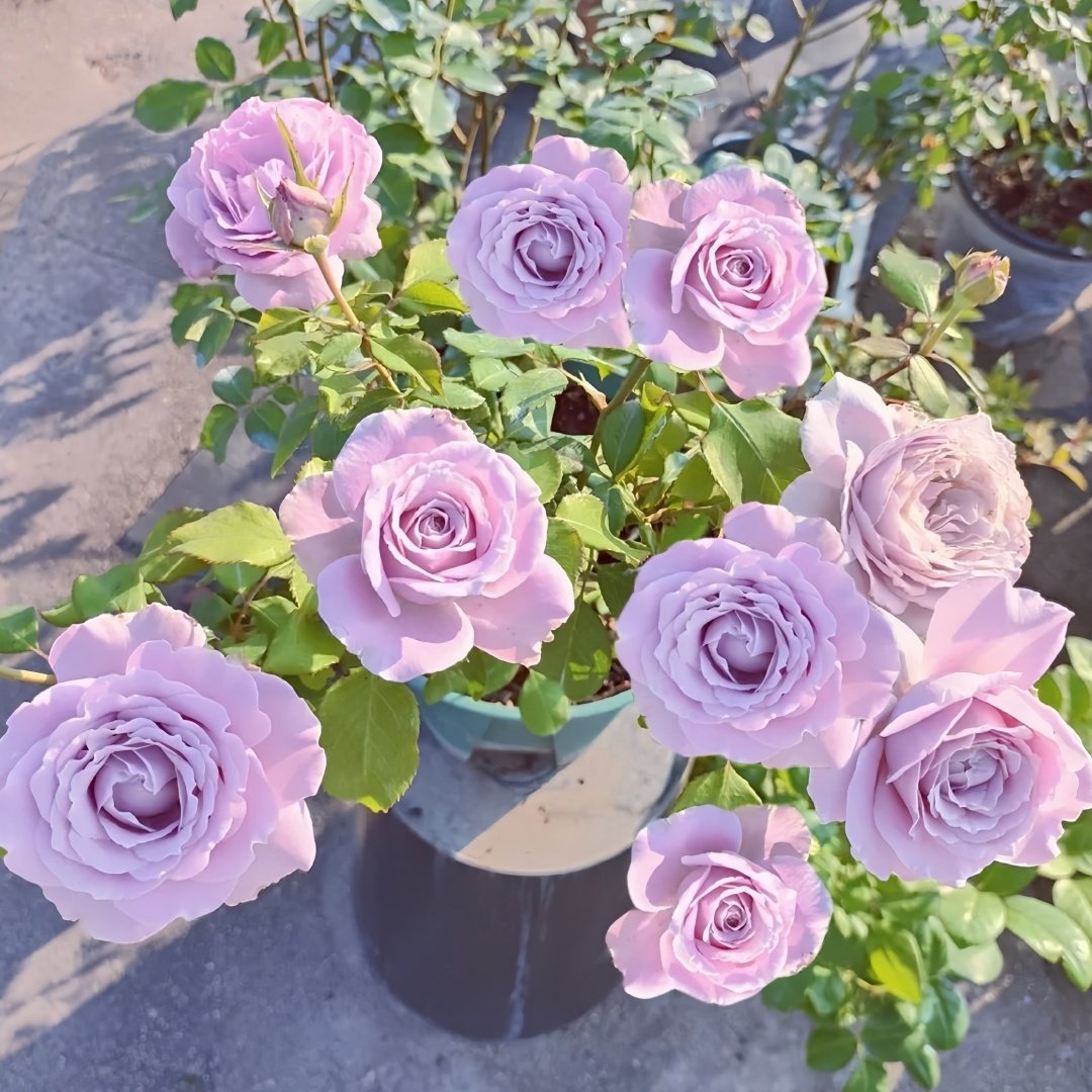 Blue Story Rose Plant｜蓝色物语 image 9