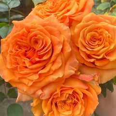 Mighty Rose Plant|甜橙 image 2