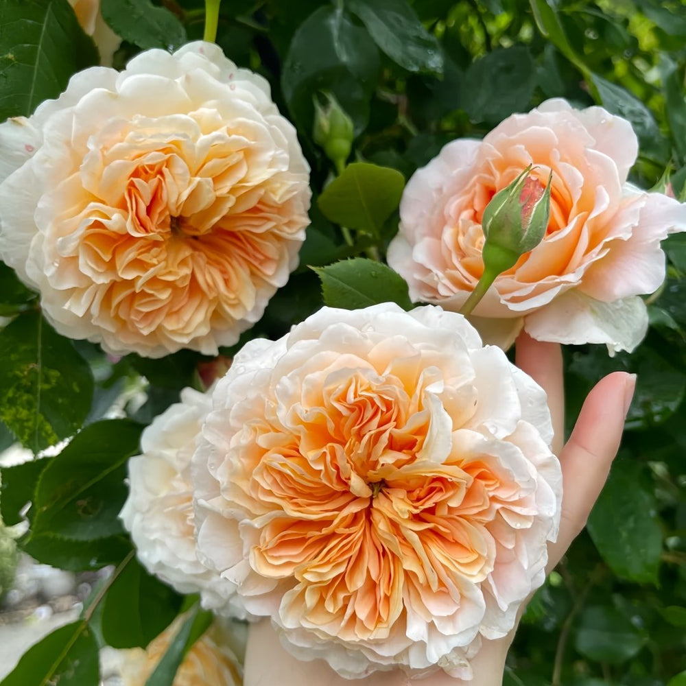 Crown Princess Margareta Rose Plant | 玛格丽特王妃 image 4