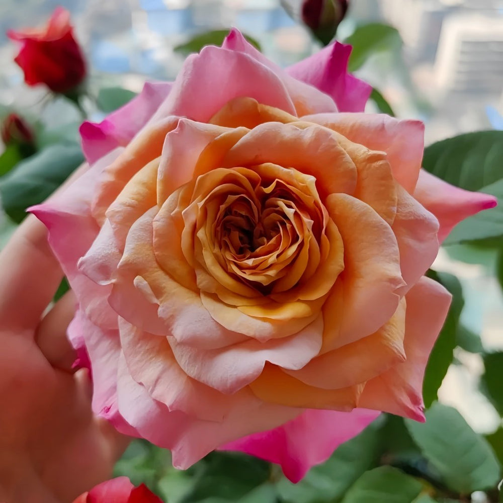 Miyabi Rose Plant｜雅致玫瑰 image 3