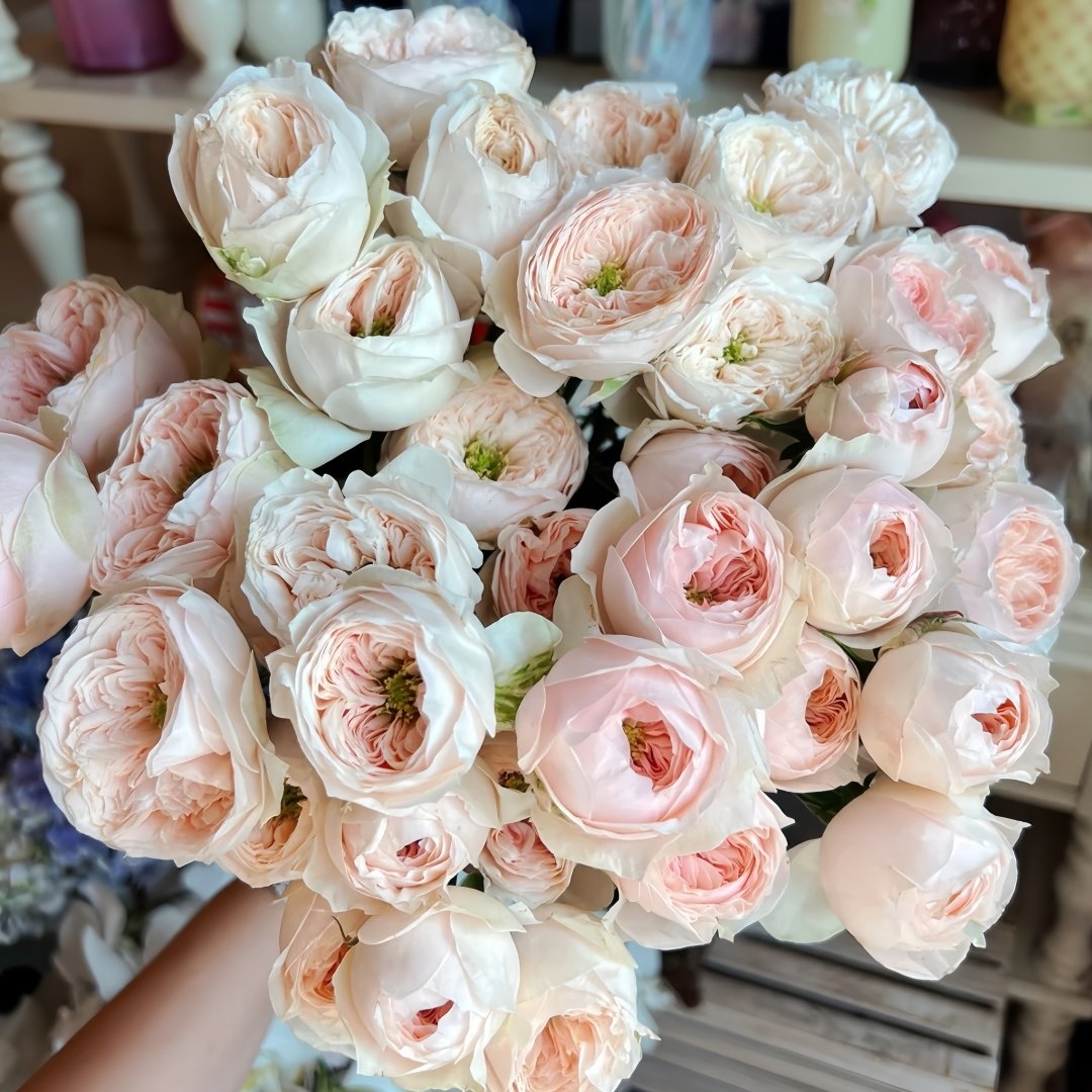 Sweet Diamond Rose Plant|甜蜜钻石 image 7