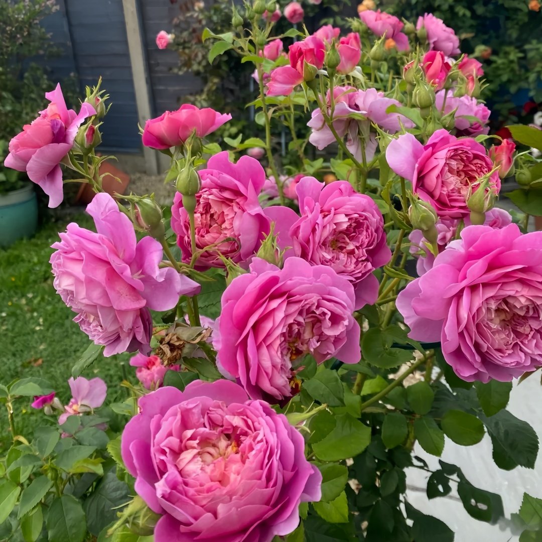 Emma Bridgewater Rose Plant|艾玛·布里奇沃特 image 9