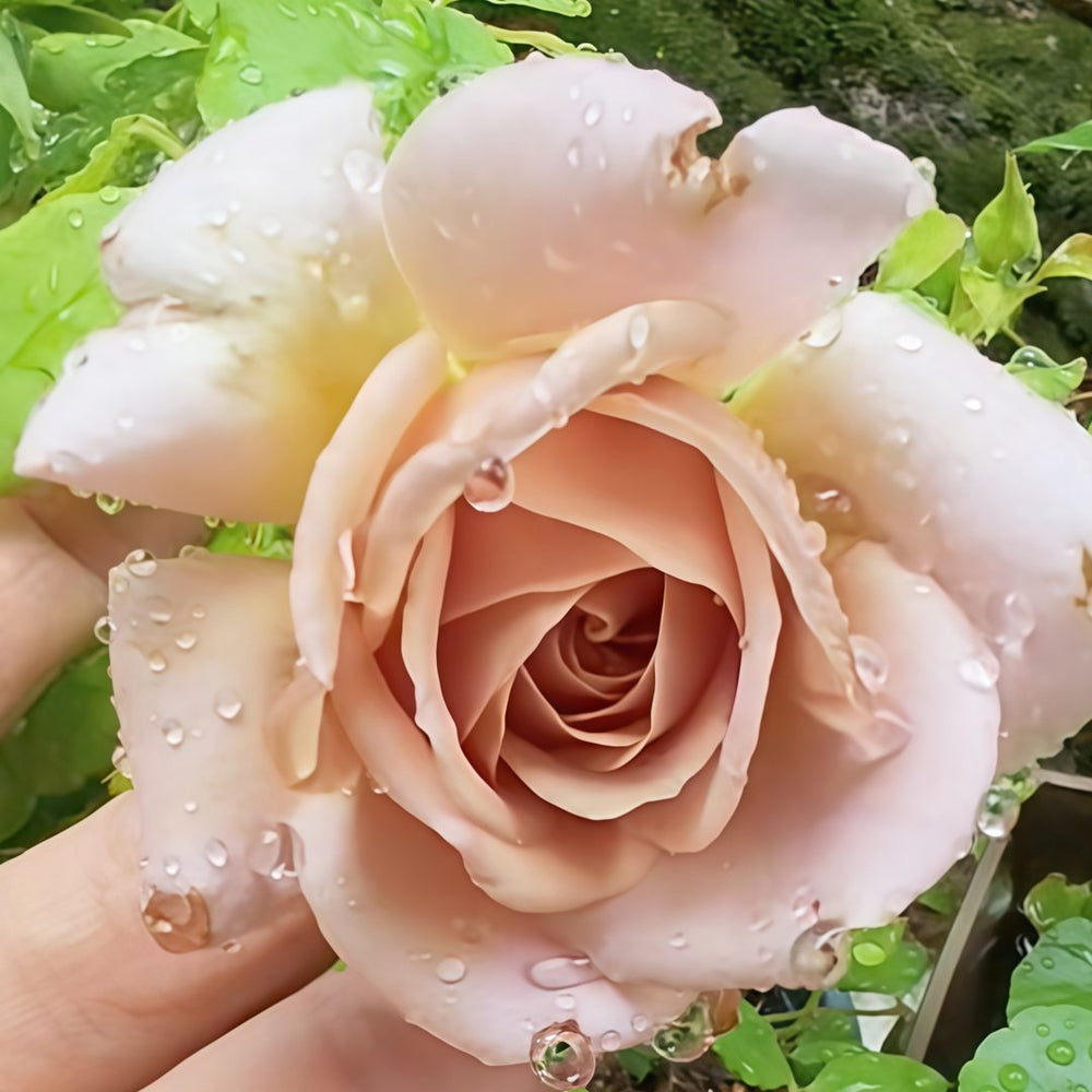 Barock Rose Plant｜巴洛克 image 4