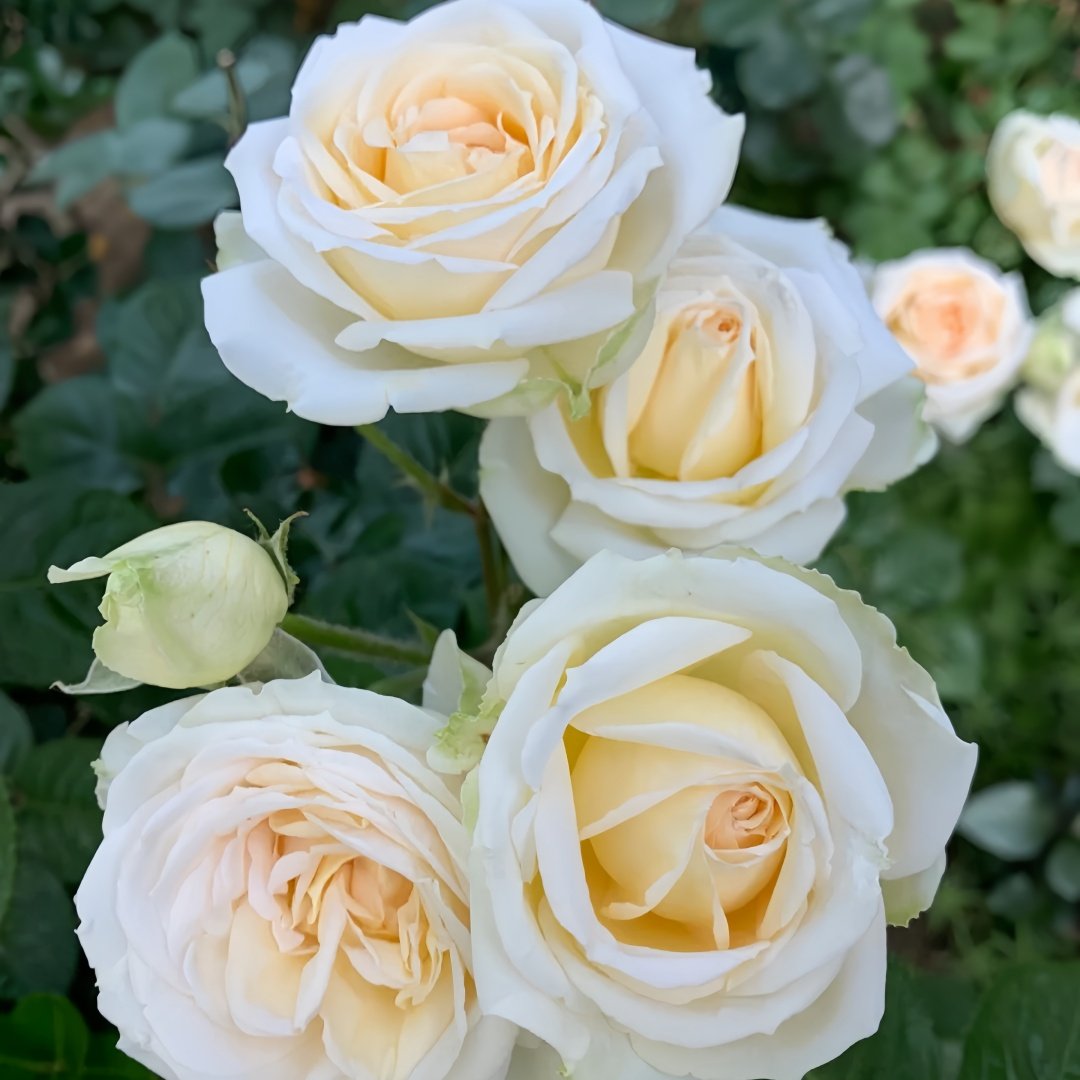 Madame Anisette Rose Plant|茴香酒夫人 image 6