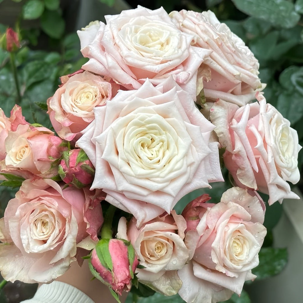 Supless Rose Plant｜甜蜜奶咖 image 9