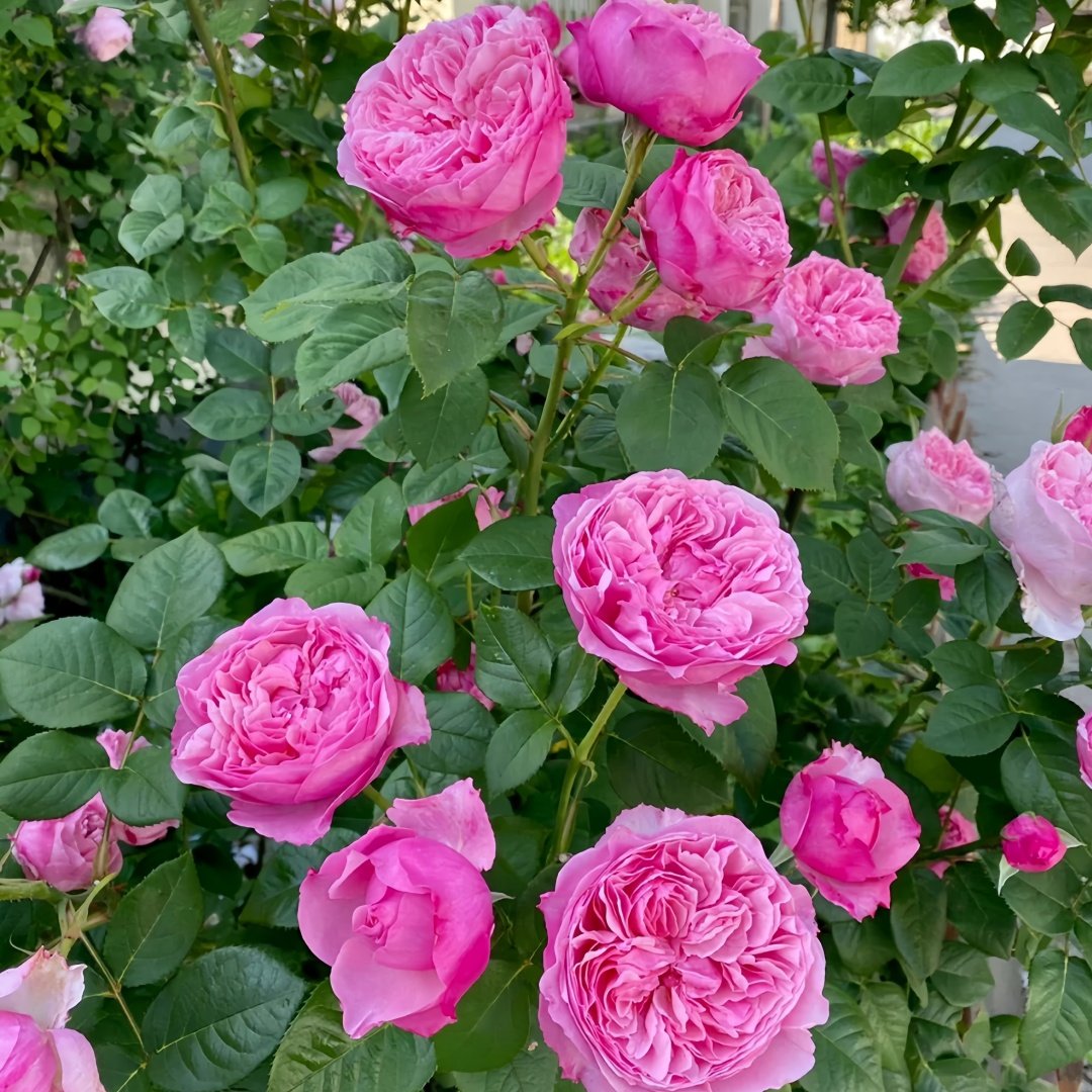 Carey Rose Plant | 凯丽玫瑰 image 6