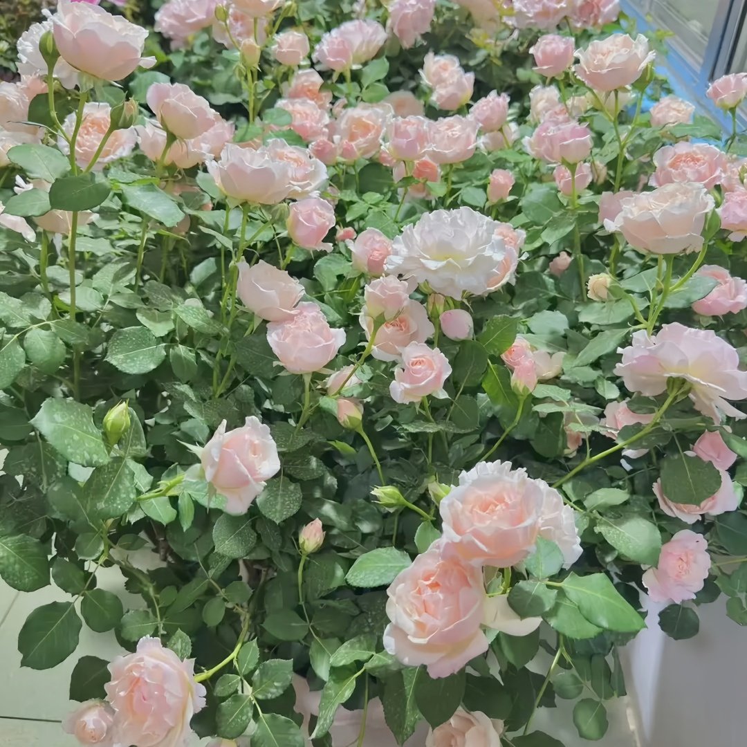 Chou Chou Rose Plant｜闪闪发光 image 9