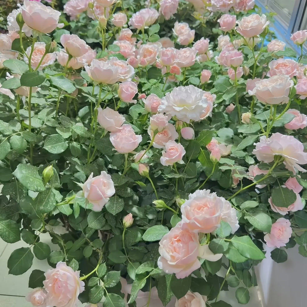 Chou Chou Rose Plant｜闪闪发光 image 9
