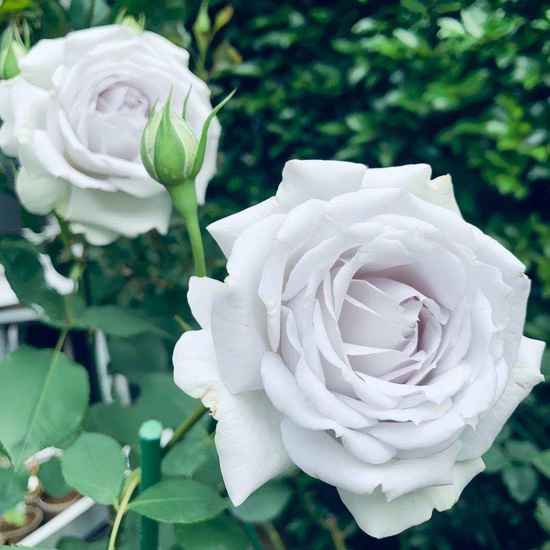 Porte Bleue Rose Plant|蓝色之门 image 3