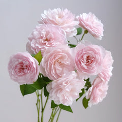 The Generous Gardener Rose Plant|慷慨的园丁 image 0