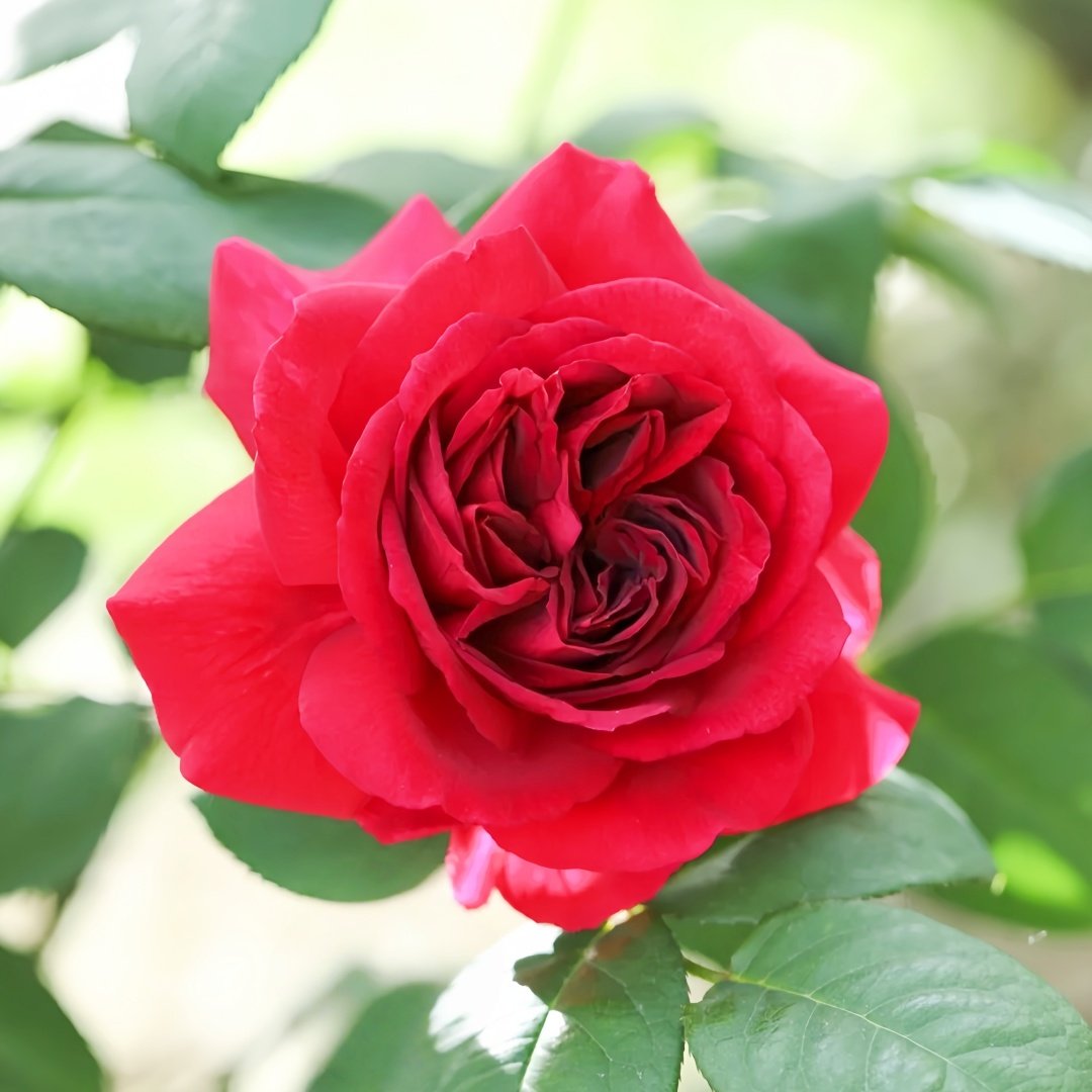 Femme fatale Rose Plant|蛇蝎美人 image 3