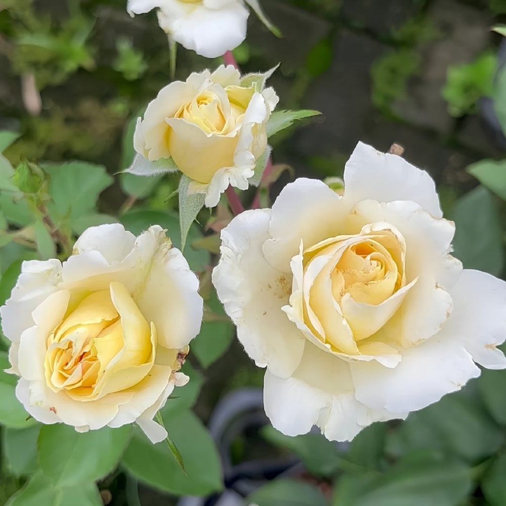 Mentor Rose Plant｜导师之花 image 5