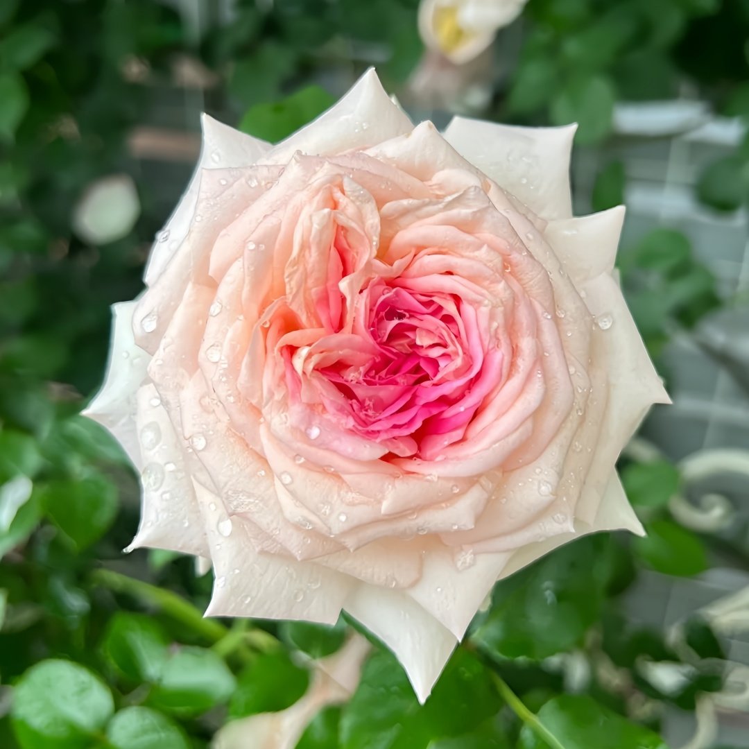 Ragazza Rose Plant|米兰少女 image 0